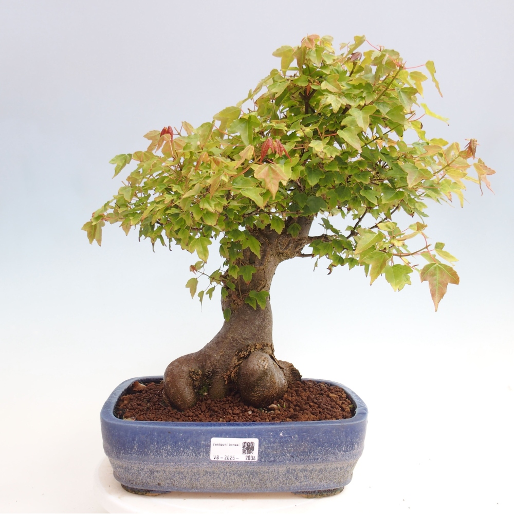 Kültéri bonsai - Acer Buergerianum - Burger juhar