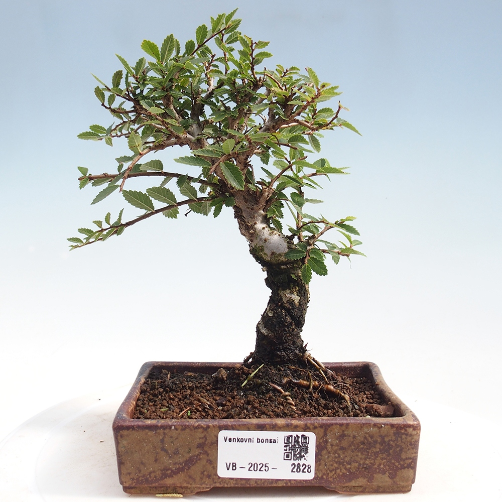 Kültéri bonsai - Zelkova - Zelkova NIRE