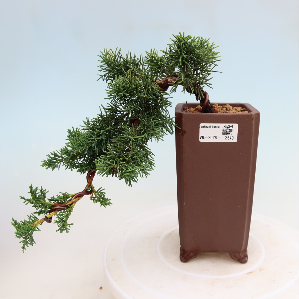 Kültéri bonsai - Juniperus chinensis Kishu