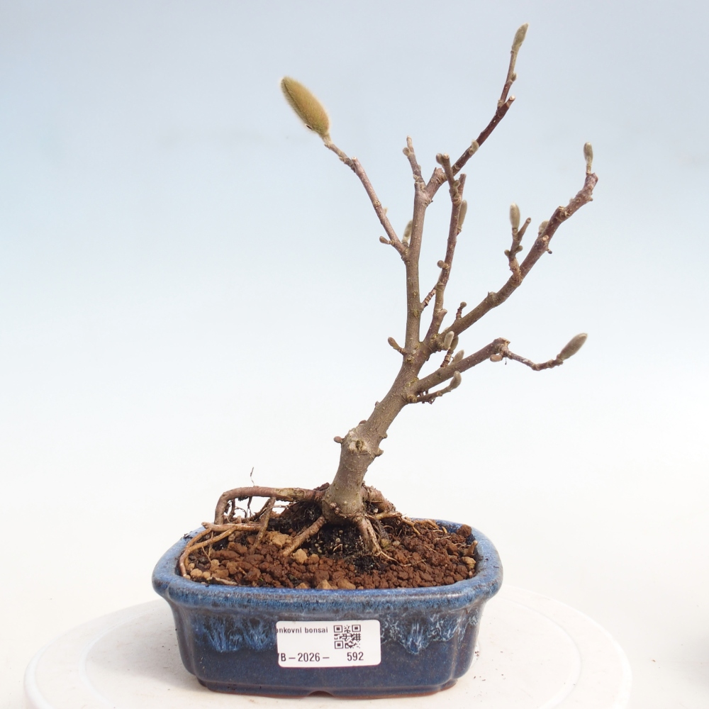 Kültéri bonsai - Magnolia stellata