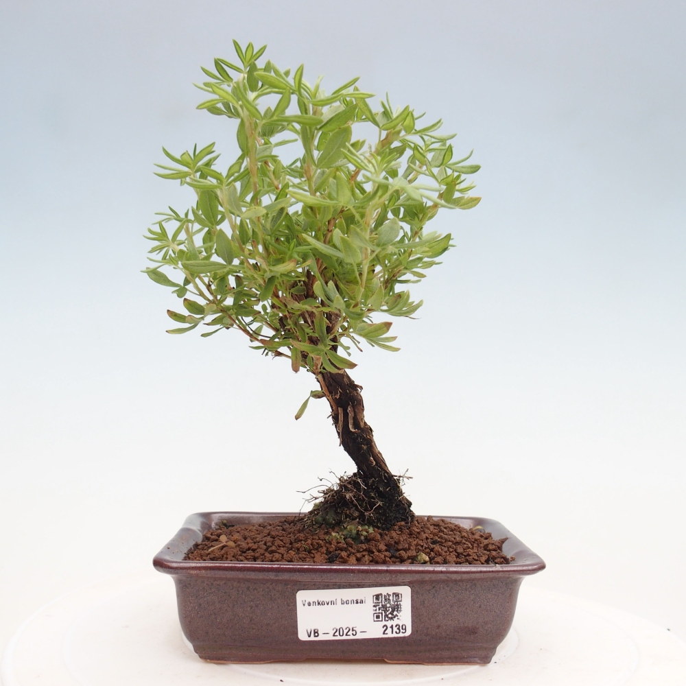 Kültéri bonsai - Potentila fruticosa sárga Bird