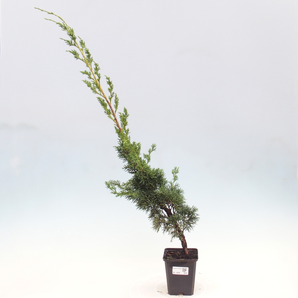 Kültéri bonsai - Juniperus chinensis Kishu