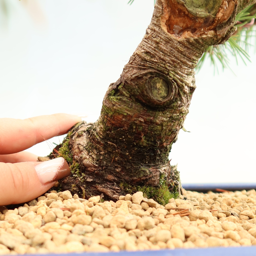 Kültéri bonsai – Pinus mugo Humpy – törpefenyő