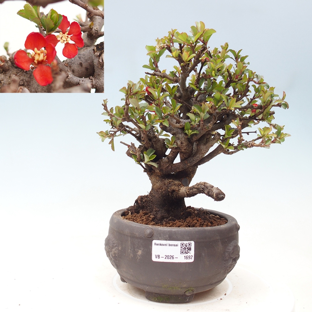 Kültéri bonsai - Chaneomeles speciosa - birs