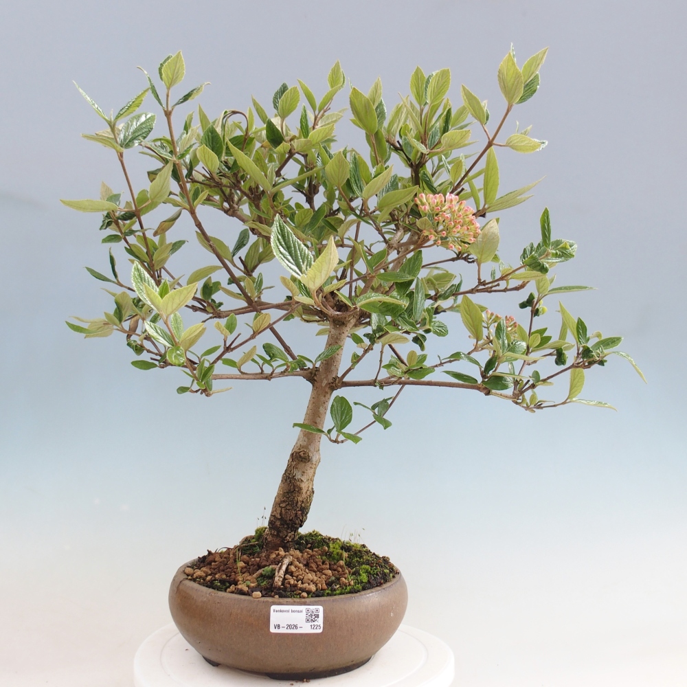 Kültéri bonsai-Kalina Bodnanská - Viburum carlesii hemsi