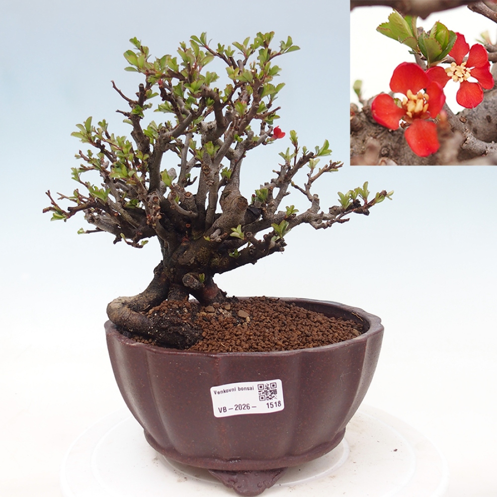 Kültéri bonsai - Chaneomeles speciosa - birs