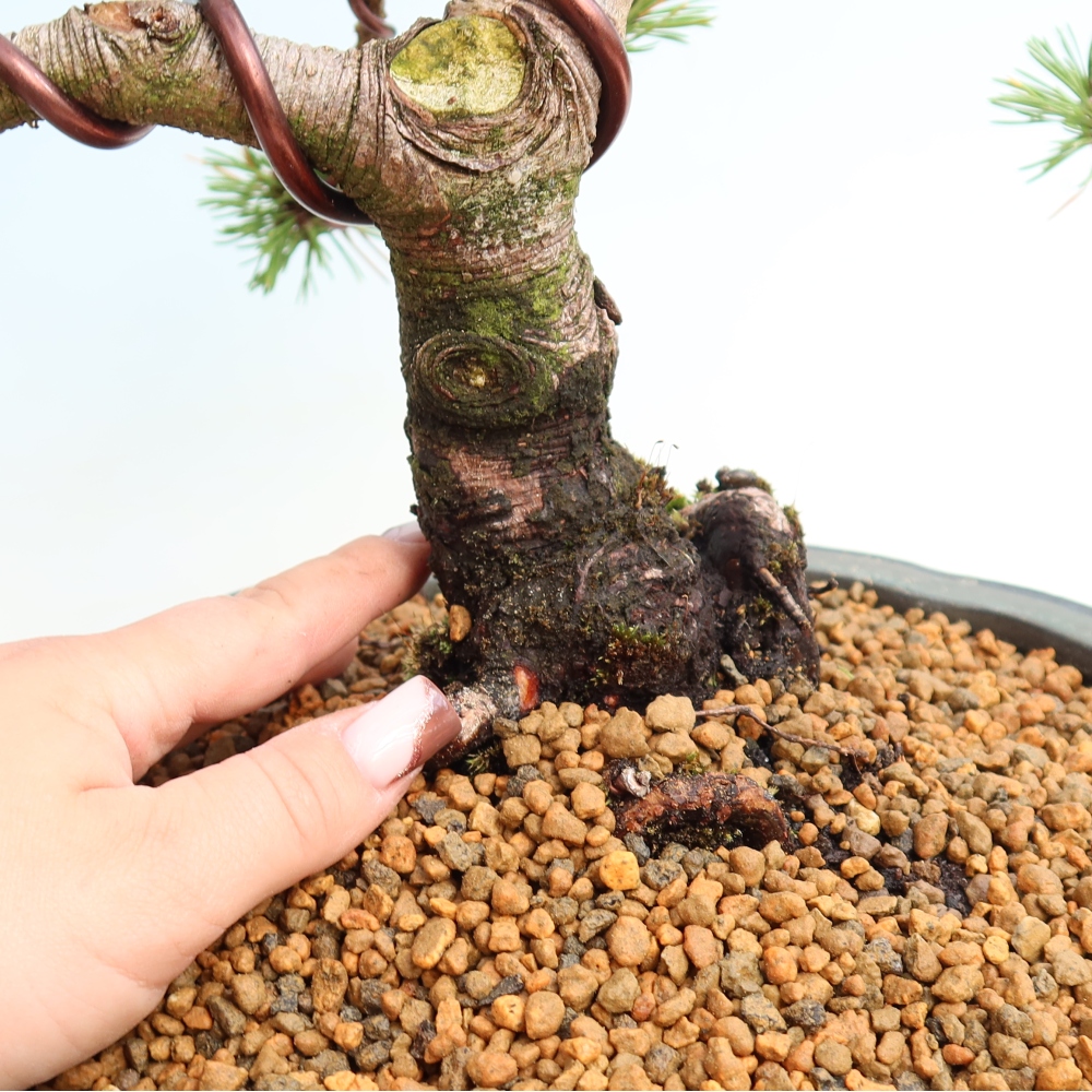 Kültéri bonsai – Pinus mugo Humpy – Törpefenyő