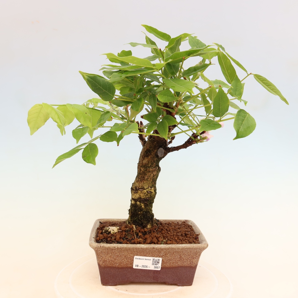 Kültéri bonsai - Wisteria floribunda