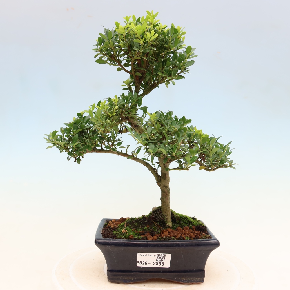 Szobai bonsai - Ilex crenata - Holly