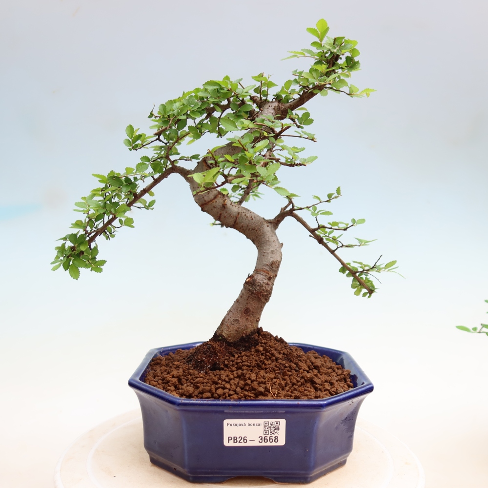 Szobai bonsai - Ulmus parvifolia - Kislevelű szilfa