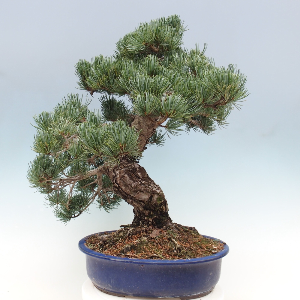 Kültéri bonsai - Pinus parviflora - Pinus parviflora