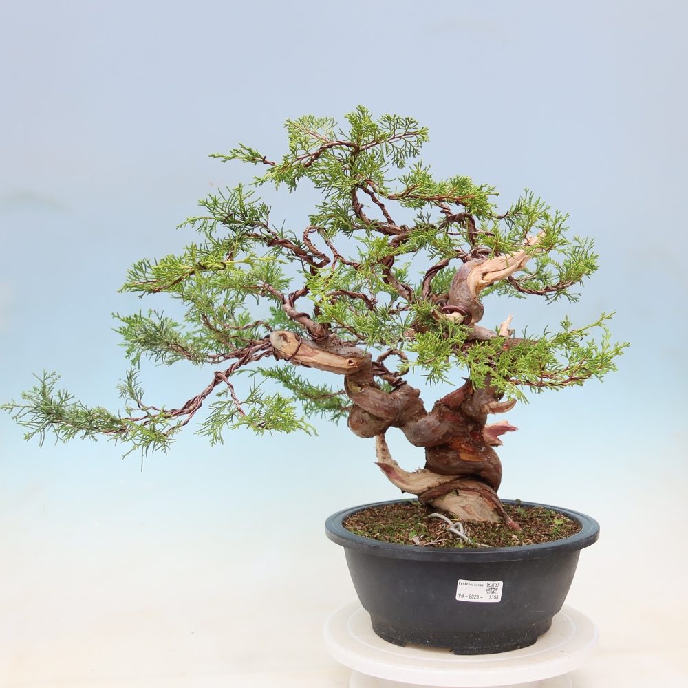 Kültéri bonsai - Juniperus chinensis Itoigawa-Juniperus chinensis