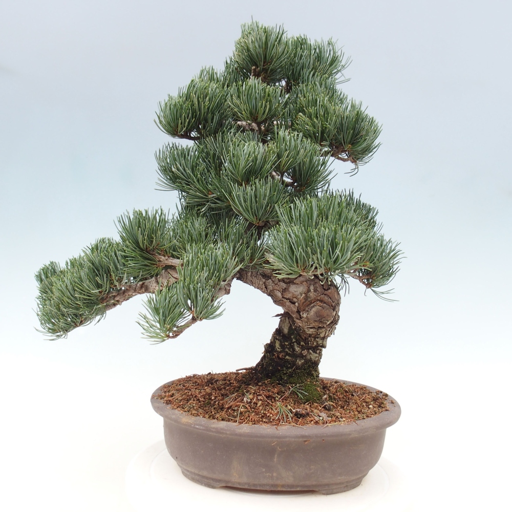 Kültéri bonsai - Pinus parviflora - Pinus parviflora