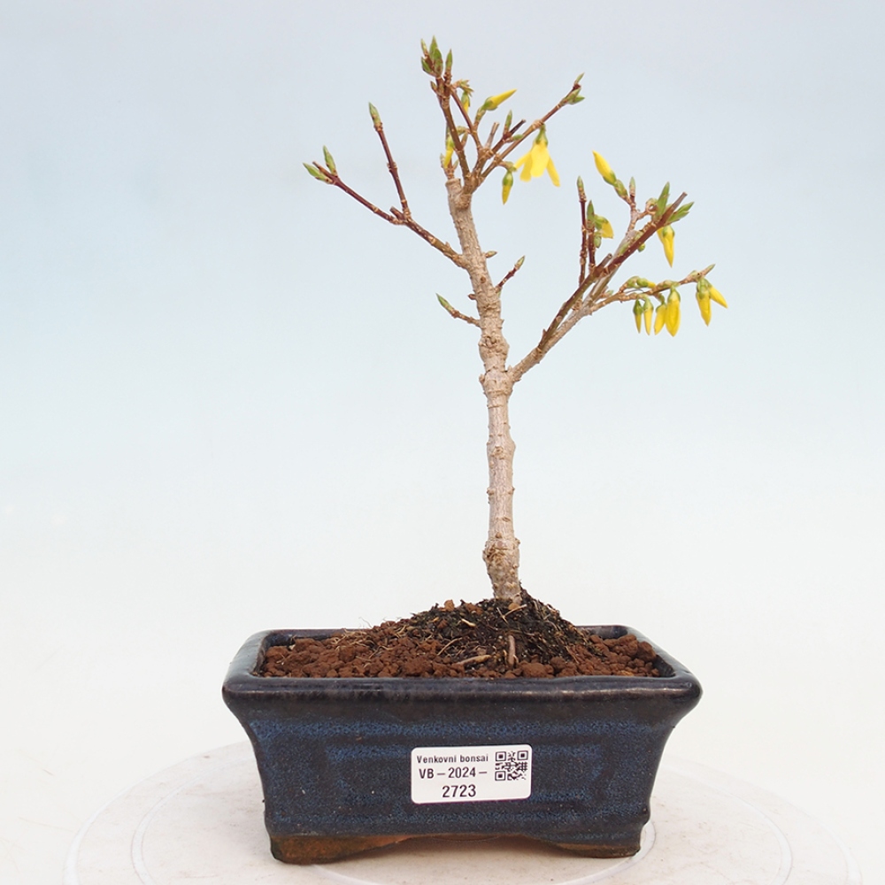 Kültéri bonsai - Zlatice - Forsythia intermedia