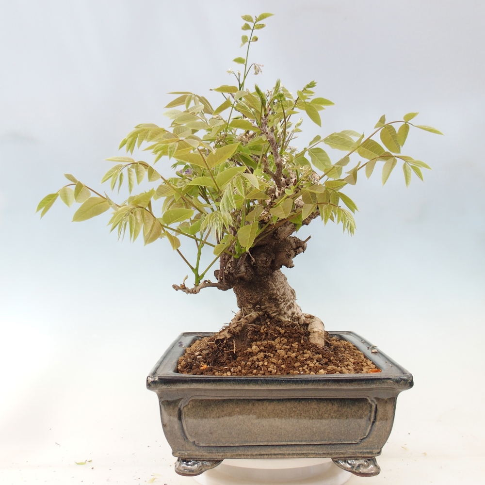 Kültéri bonsai - Wisteria floribunda