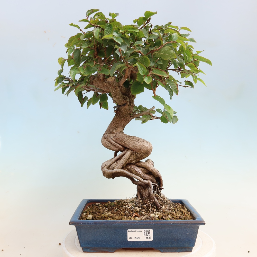 Kültéri bonsai -Carpinus CARPINOIDES - Koreai gyertyánfa