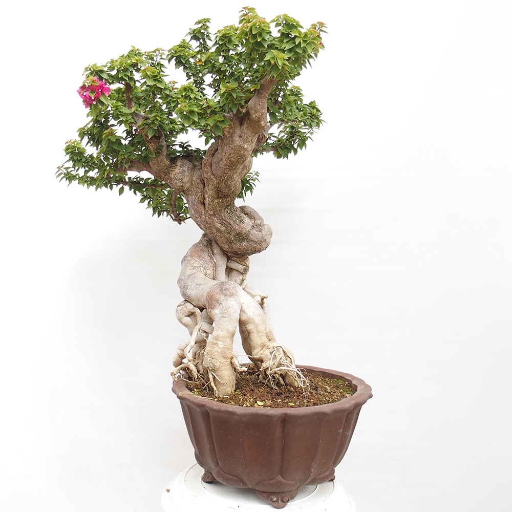 Szoba bonsai - Bouganwilea