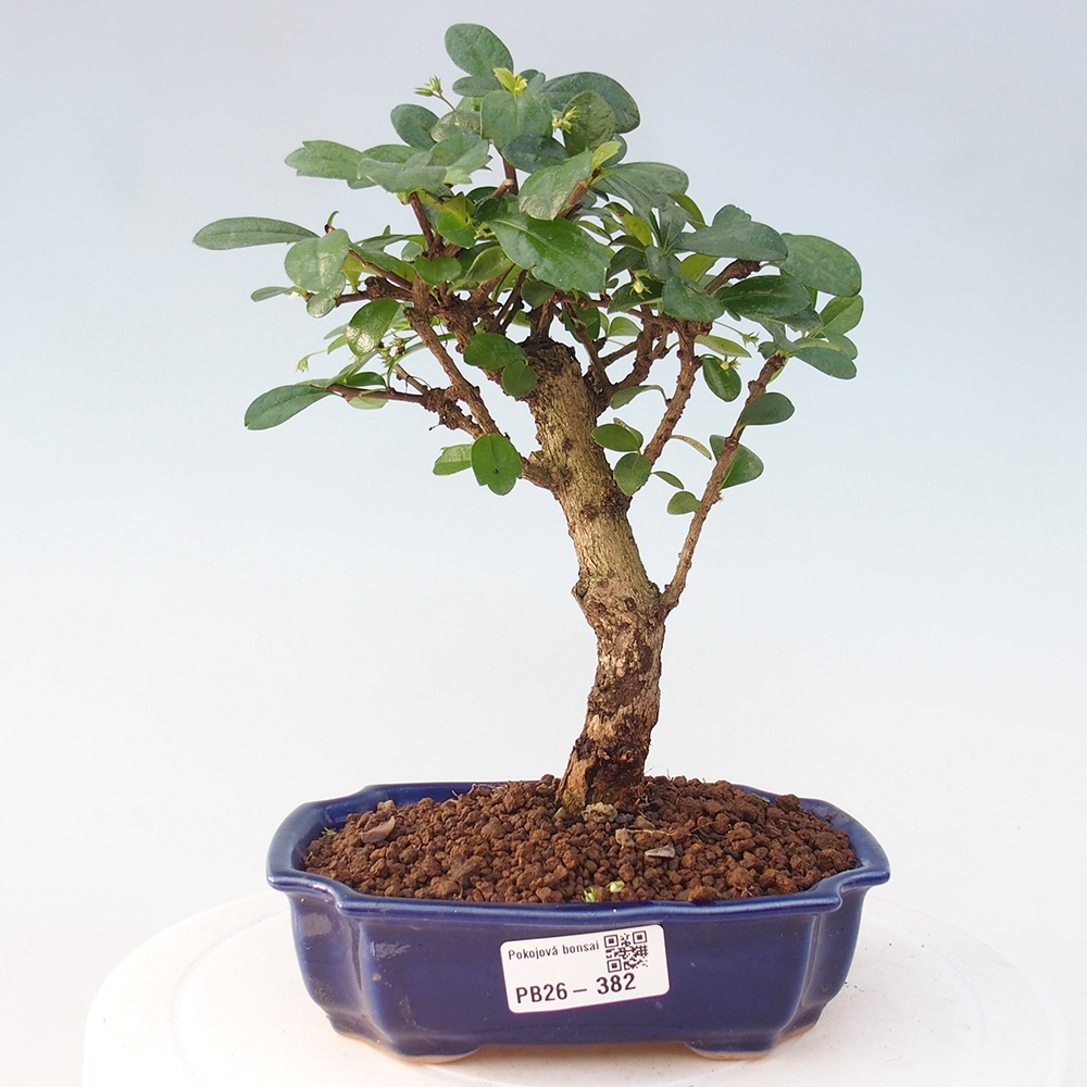 Szobai bonsai - Carmona macrophylla - Tea fuki