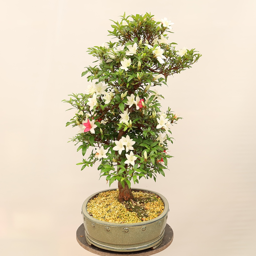 Kültéri bonsai - japán azálea - Azálea CHIHIRO