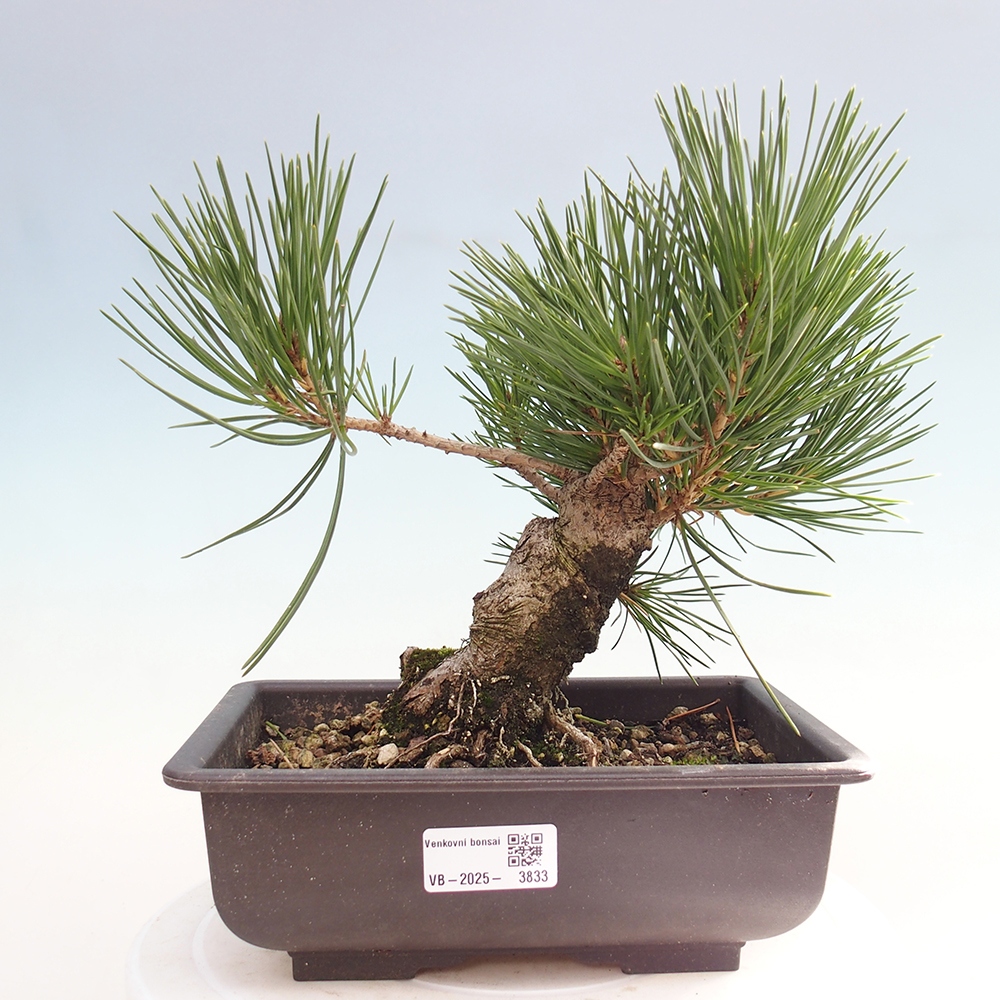 Kültéri bonsai - Pinus thunbergii - Thunberg fenyő