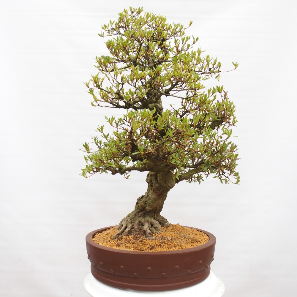 Kültéri bonsai - Japán azálea - Azalea Kotobukietsu