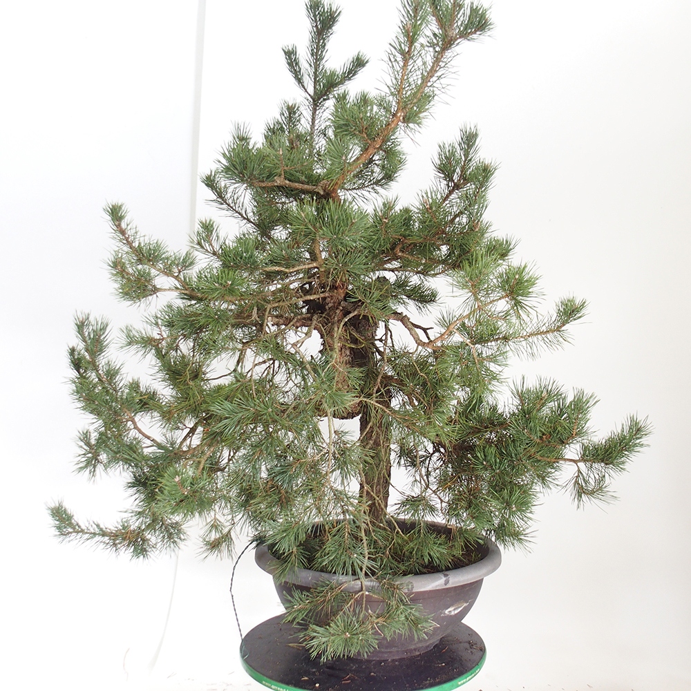 Yamadori - Pinus sylvestris Spanyolország