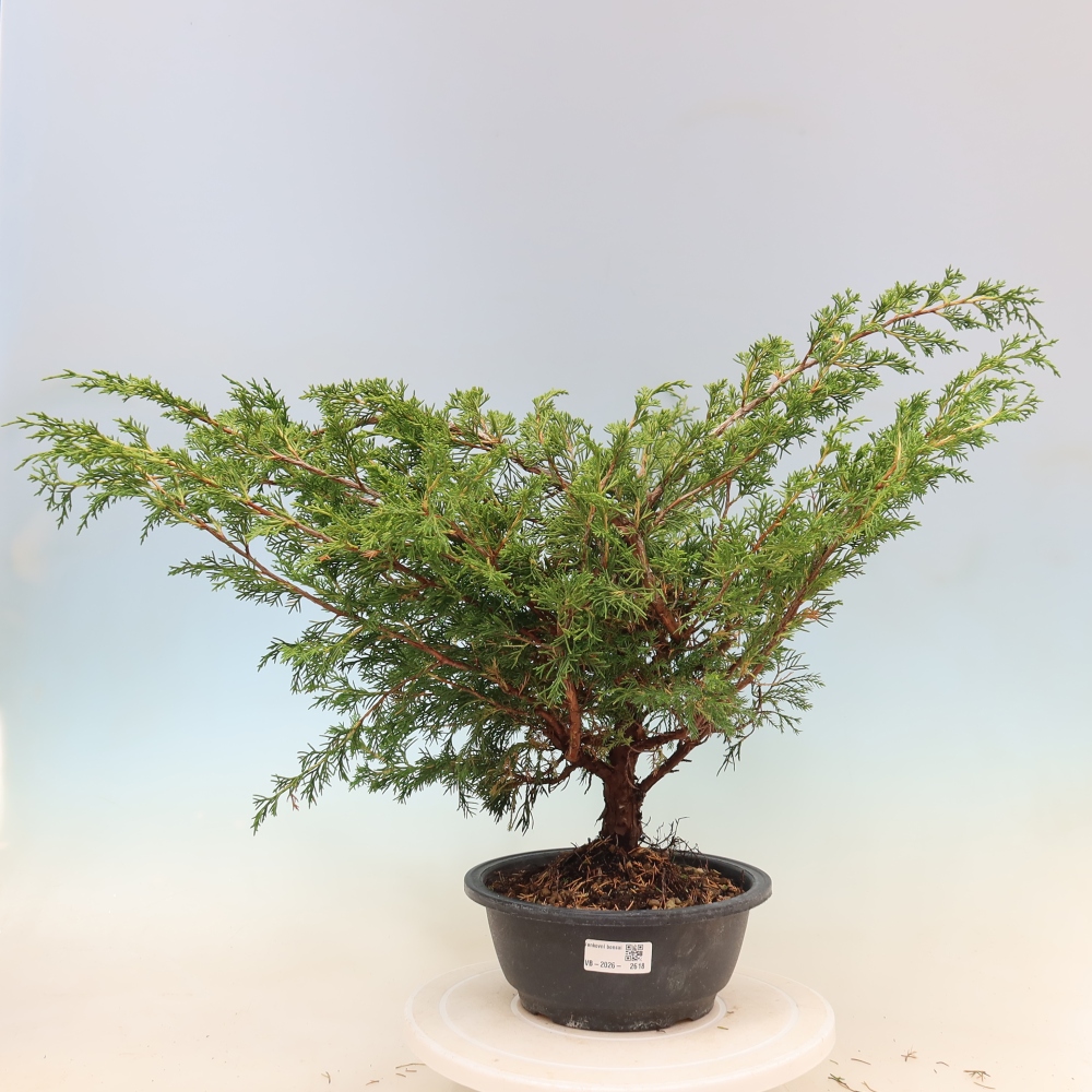 Kültéri bonsai - Juniperus chinensis Itoigawa
