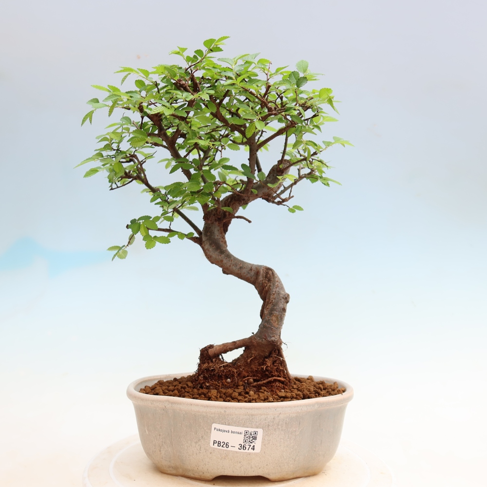 Szobai bonsai - Ulmus parvifolia - Kislevelű szilfa
