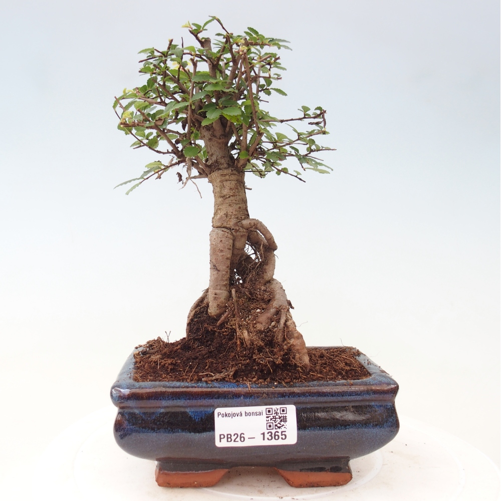 Szobai bonsai - Ulmus parvifolia - Kislevelű szilfa