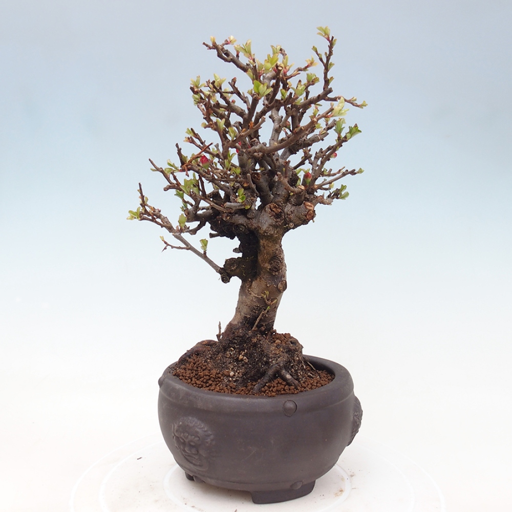 Kültéri bonsai - Chaneomeles speciosa - birs