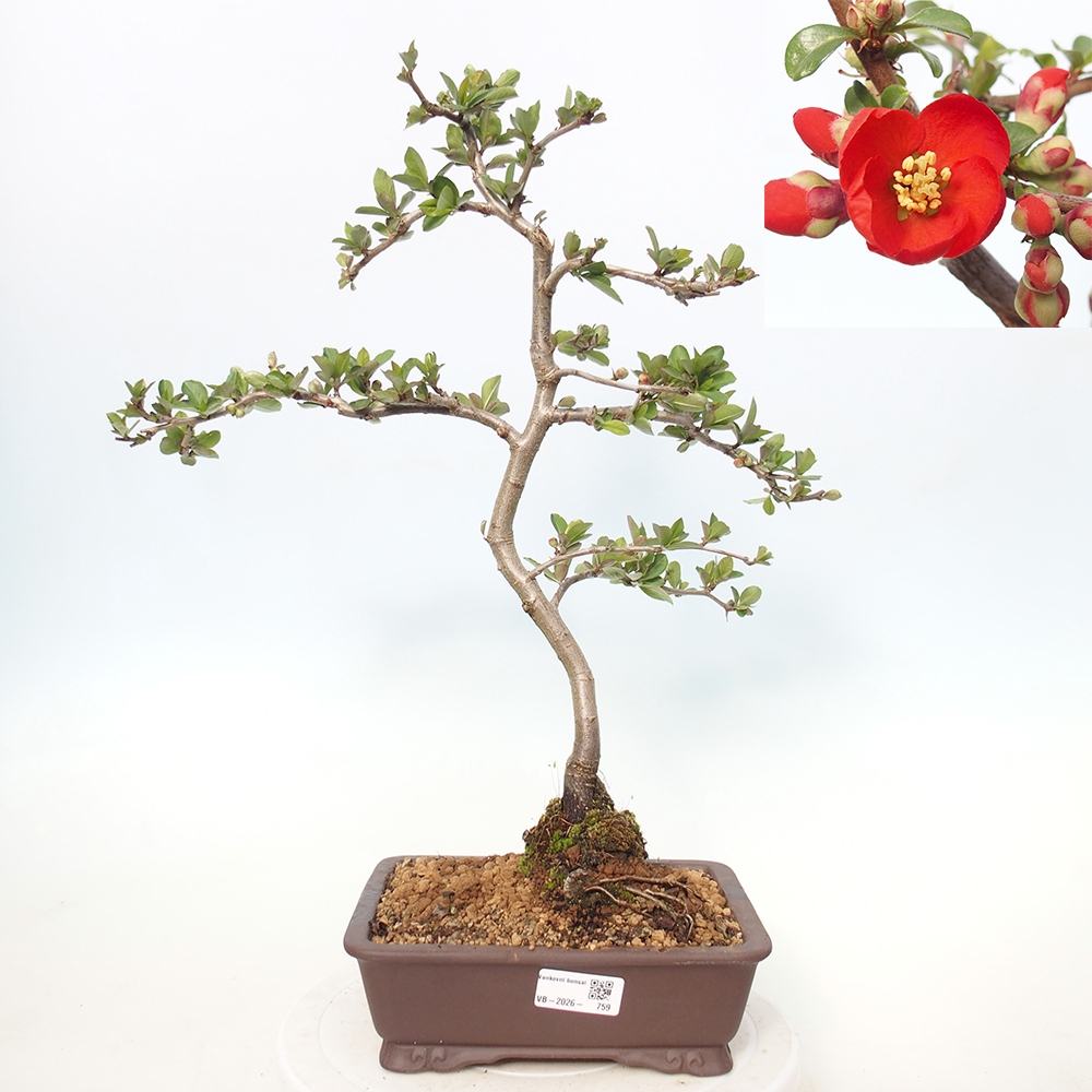 Kültéri bonsai - Chaneomeles sup. Nicoline - birs