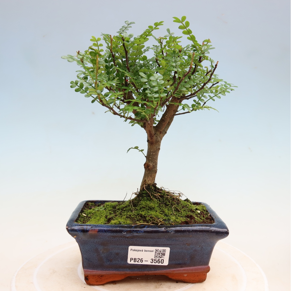Szobai bonsai - Zantoxylum piperitum - borsfa