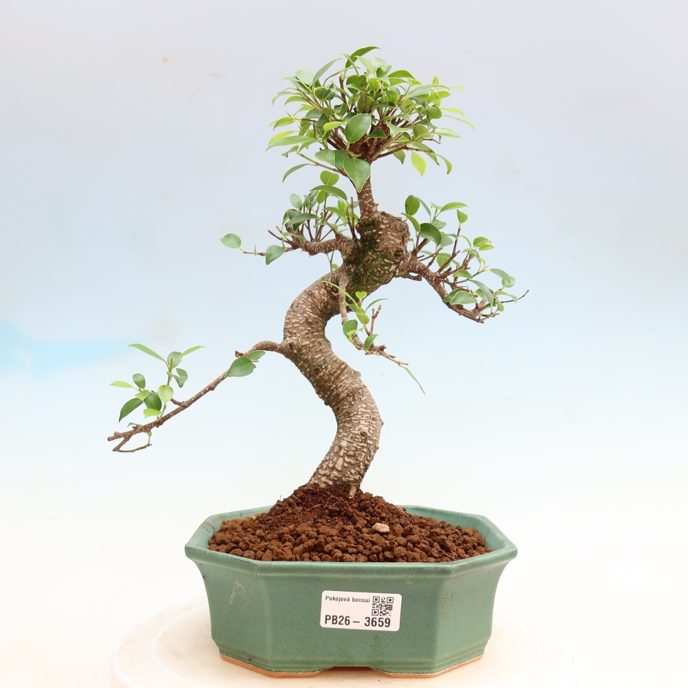Szobai bonsai - Ficus kimmen - kislevelű fikusz