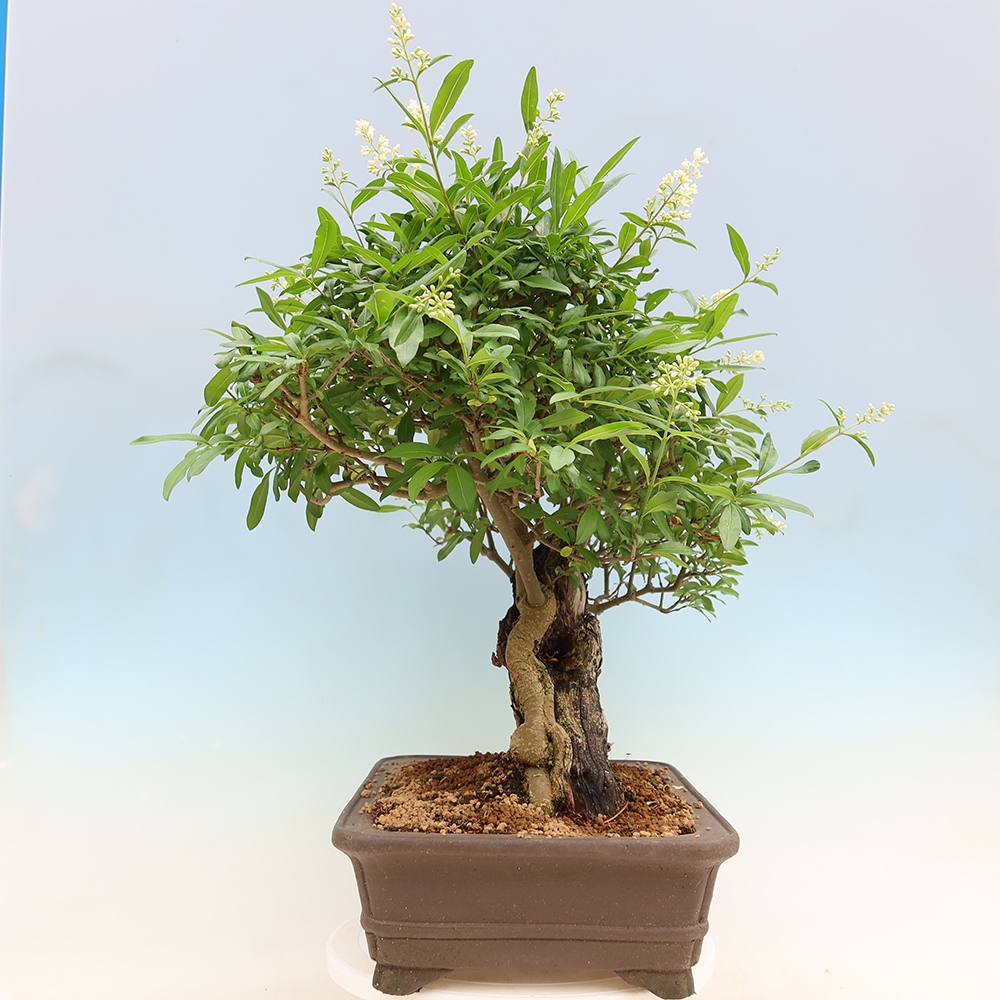 Kültéri bonsai - Ligustrum vulgare - Madárcsőr