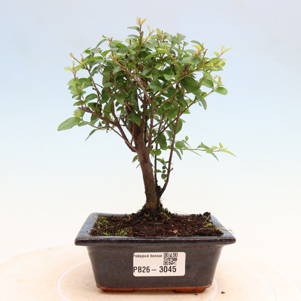 Szobai bonsai - Sageretia thea - Sageretia thea