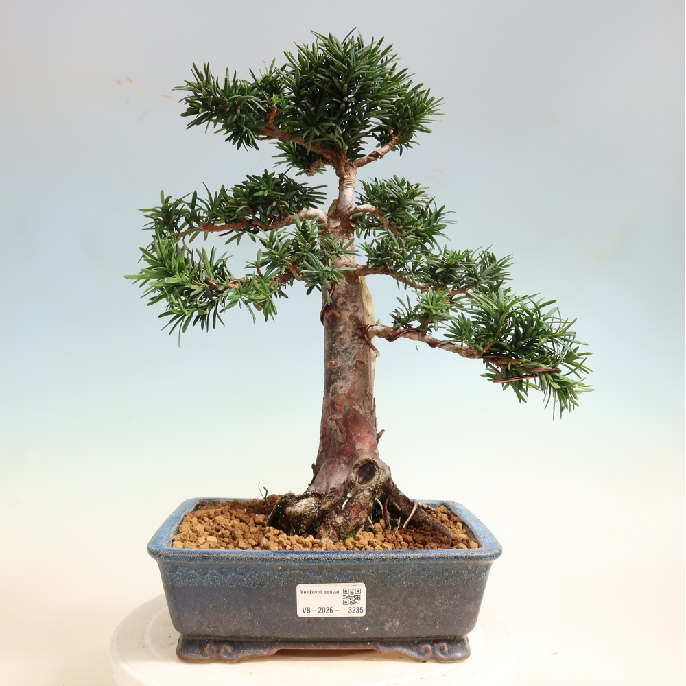 Kültéri bonsai - Taxus cuspidata - japán tiszafa