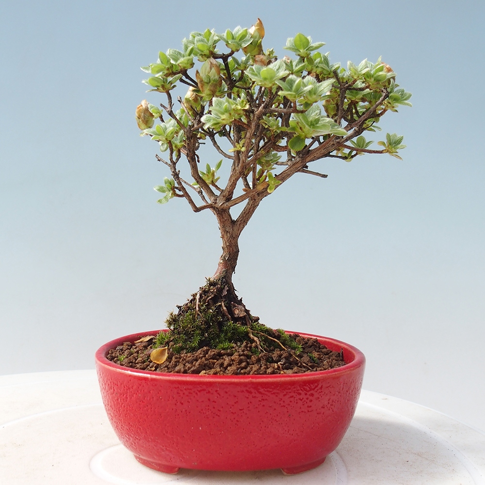 Kültéri bonsai - Rhododendron indicum - japán azálea