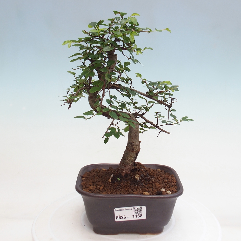 Szobai bonsai - Ulmus parvifolia - Kislevelű szilfa