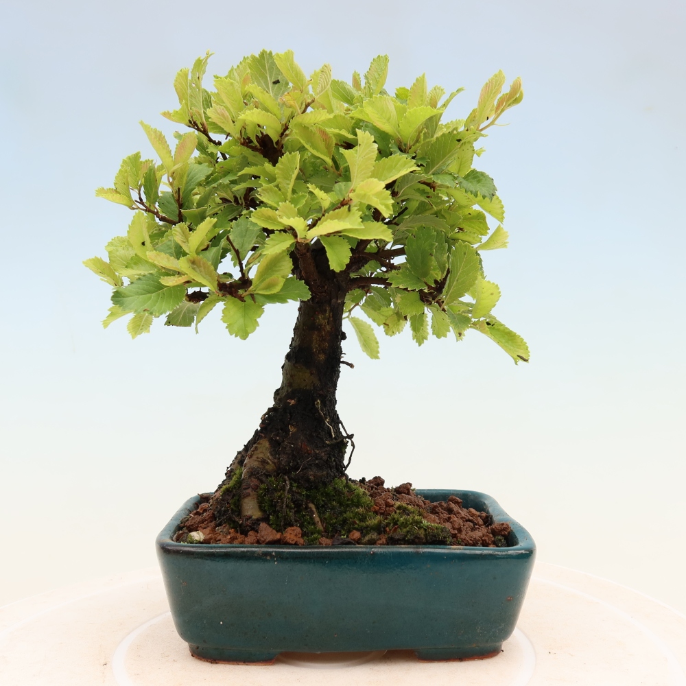 Kültéri bonsai - Zelkova - Zelkova NIRE
