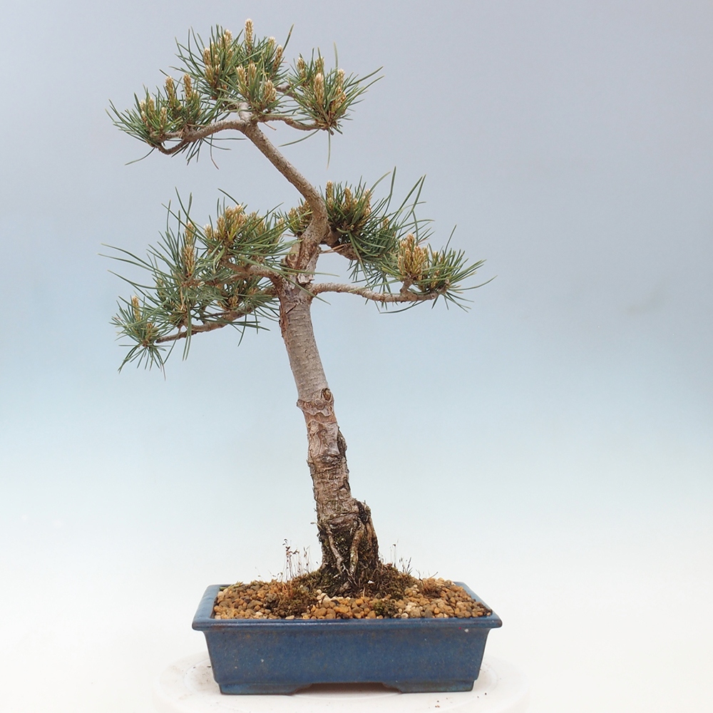 Kültéri bonsai - Pinus Sylvestris Watererri - erdeifenyő