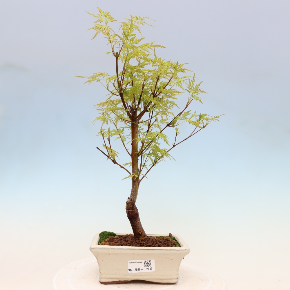 Kültéri bonsai - Acer palmatum Dissectum