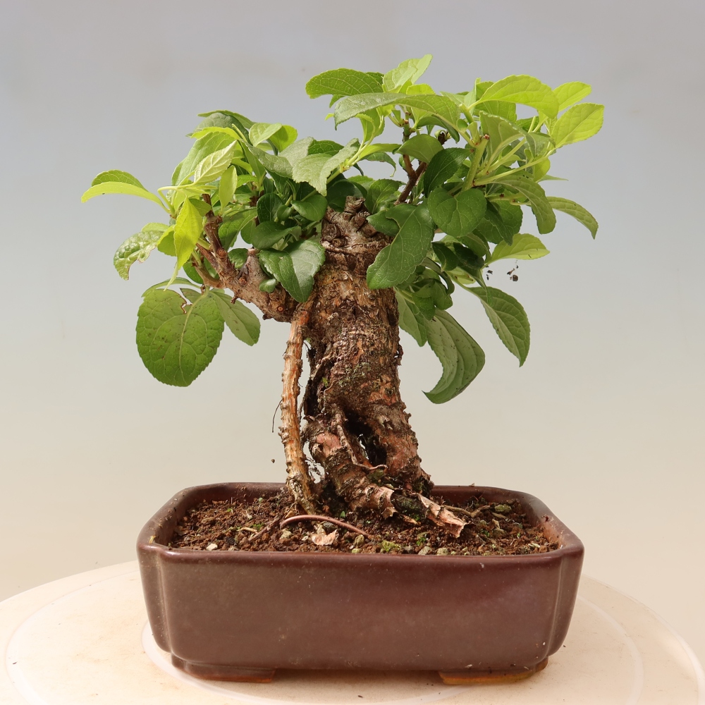 Kültéri bonsai - Celastrus orbiculatus