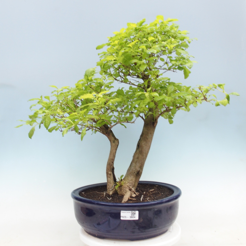 Szobai bonsai - Duranta erecta Aurea