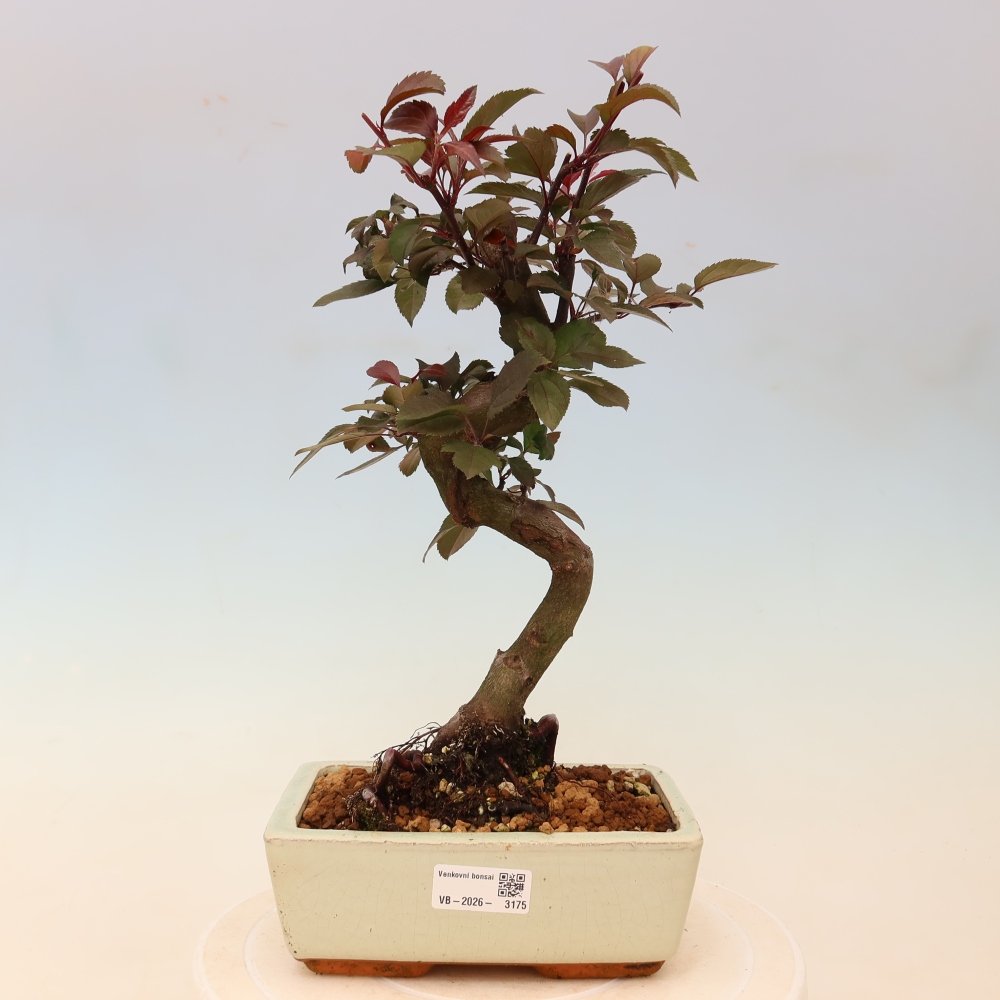 Kültéri bonsai -Malus domestica - Kis gyümölcsű piros levelű almafa