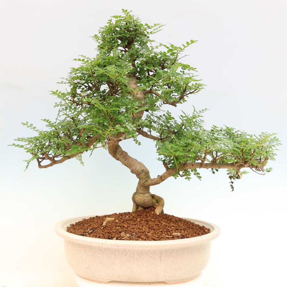 Szobai bonsai - Zantoxylum piperitum - borsfa