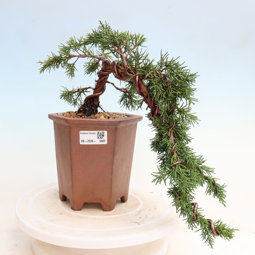 Kültéri bonsai - Juniperus chinensis Kishu