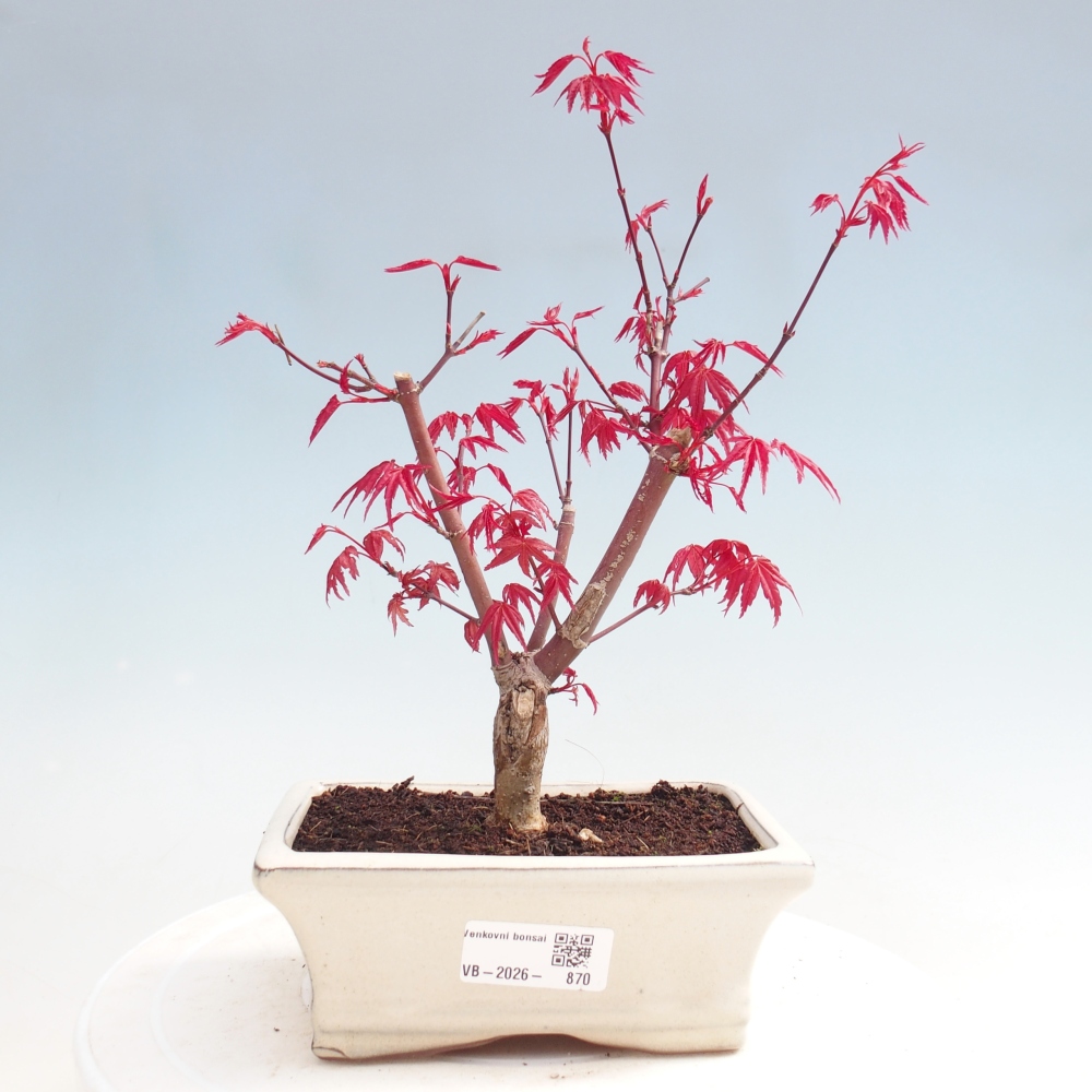 Kültéri bonsai - Acer palmatum DESHOJO