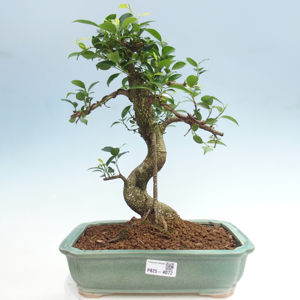 Szobai bonsai - Ficus kimmen - kislevelű fikusz