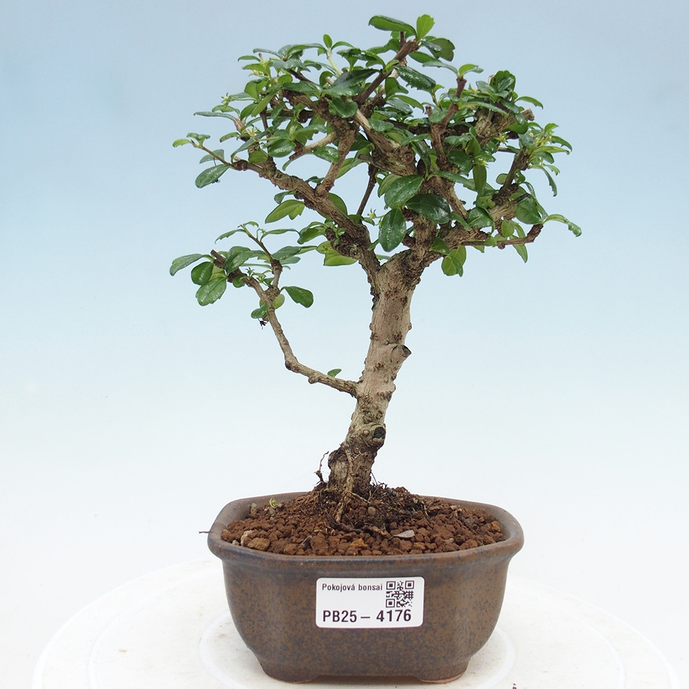 Szobai bonsai - Carmona macrophylla - Tea fuki