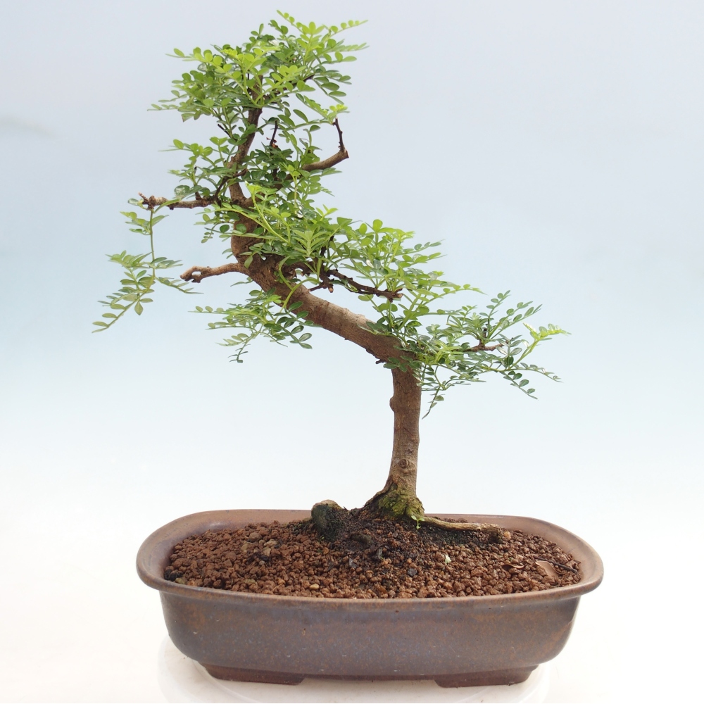 Szobai bonsai - Zantoxylum piperitum - borsfa